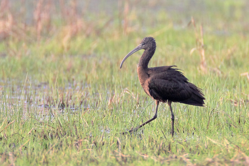Glossy Ibis