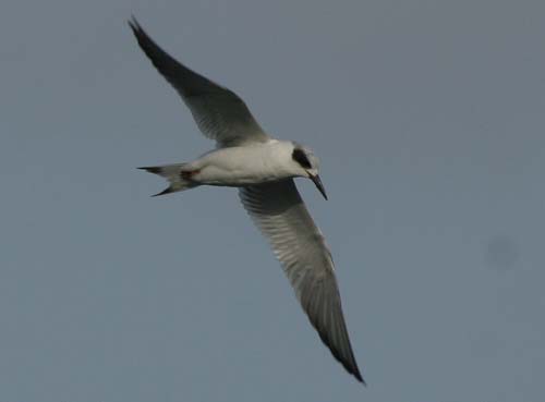 Forster's Tern