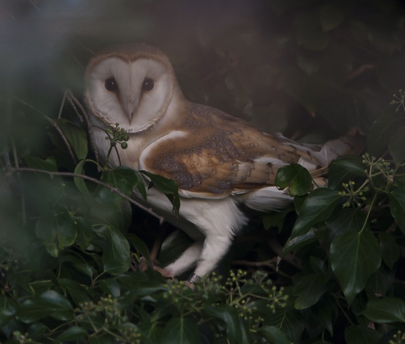 Barn Owl