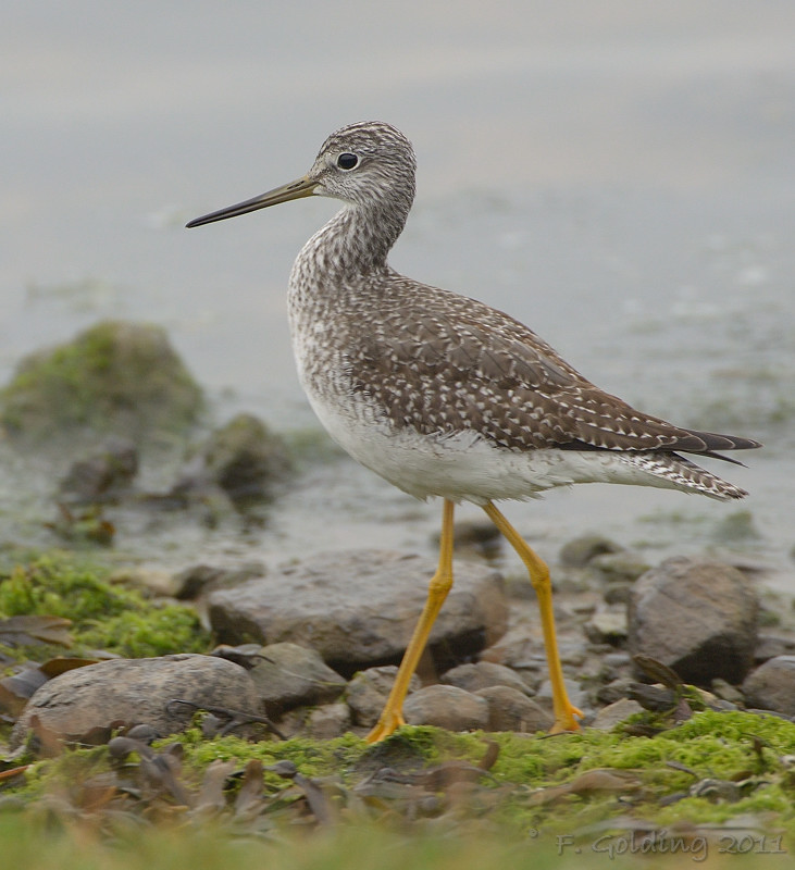 Greater Yellowlegs