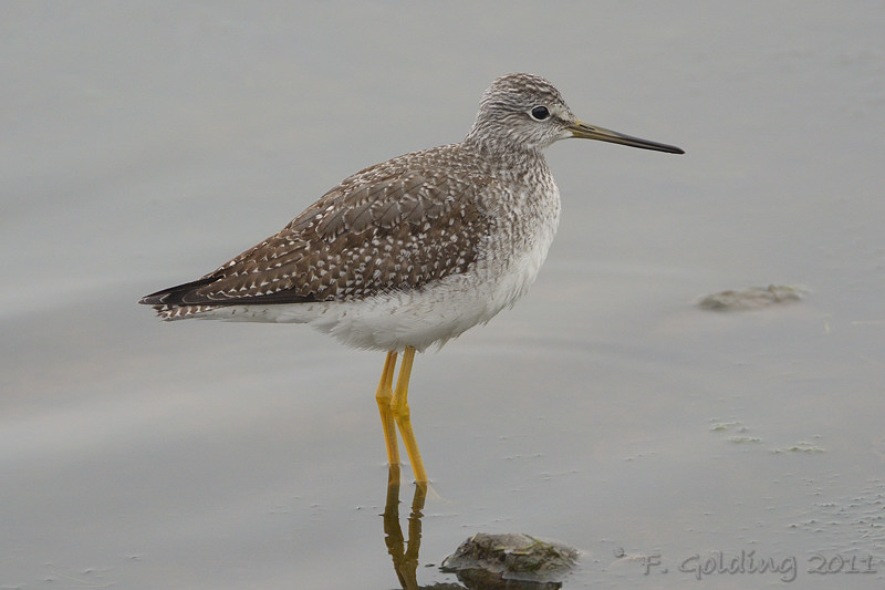 Greater Yellowlegs