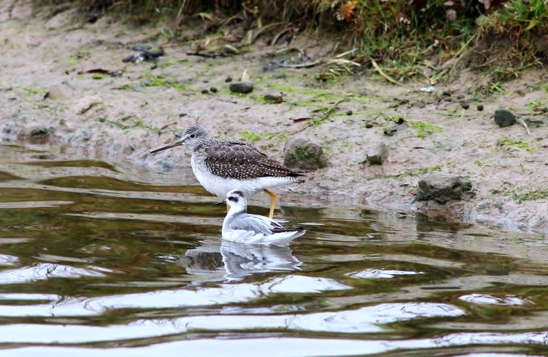 Greater Yellowlegs