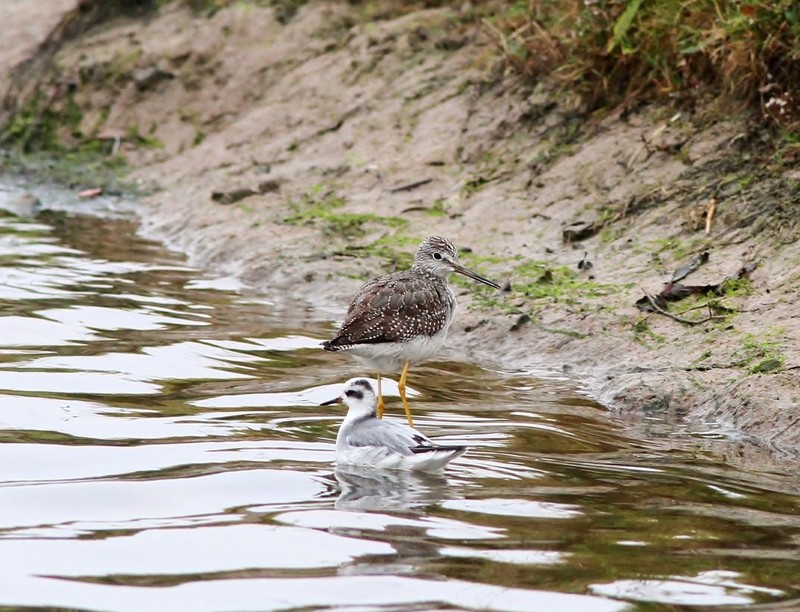 Greater Yellowlegs