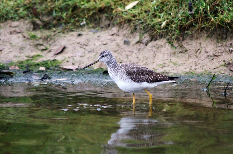 Greater Yellowlegs