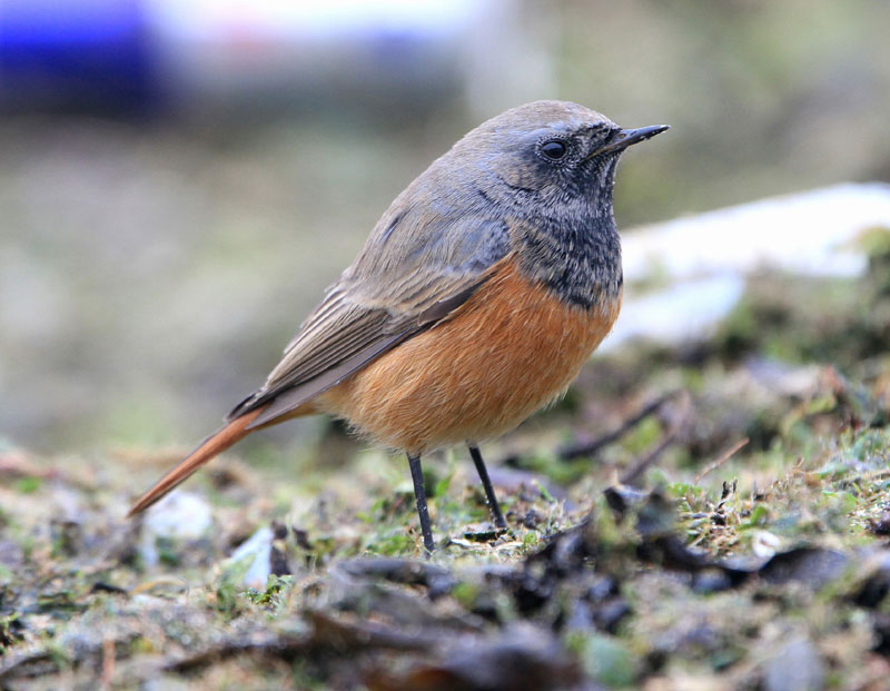 Eastern Black Redstart
