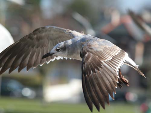 Laughing Gull