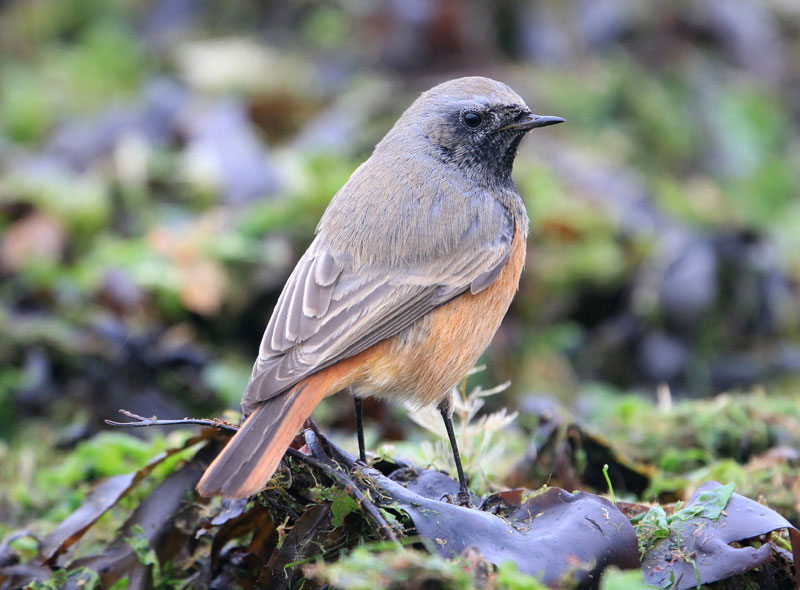 Eastern Black Redstart