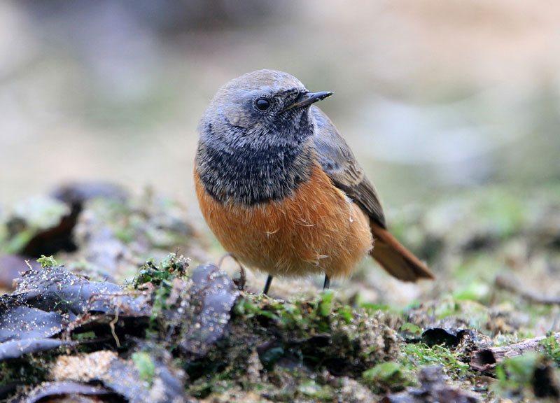 Eastern Black Redstart