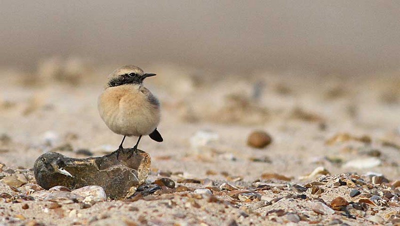 Desert Wheatear