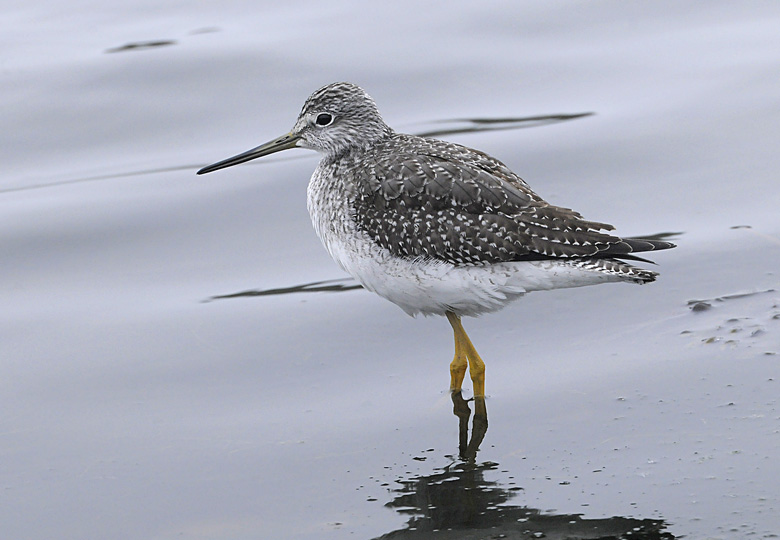 Greater Yellowlegs