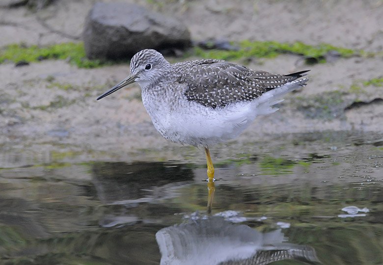 Greater Yellowlegs