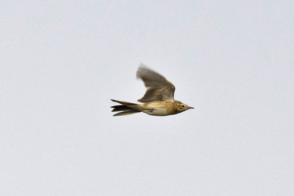 Richard's Pipit