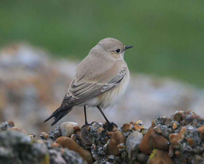 Desert Wheatear