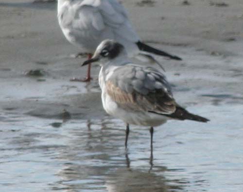 Franklin's Gull