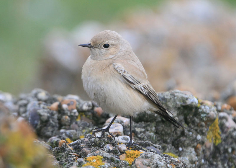 Desert Wheatear
