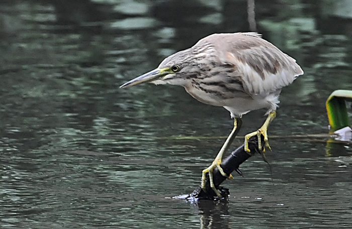 Squacco Heron