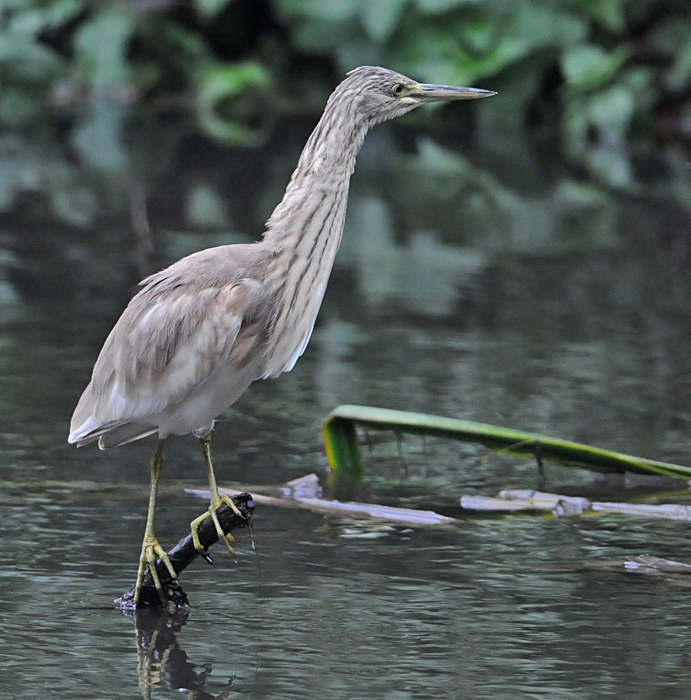 Squacco Heron