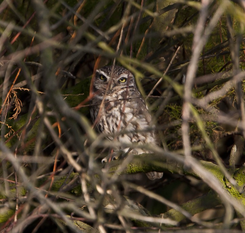 Little Owl
