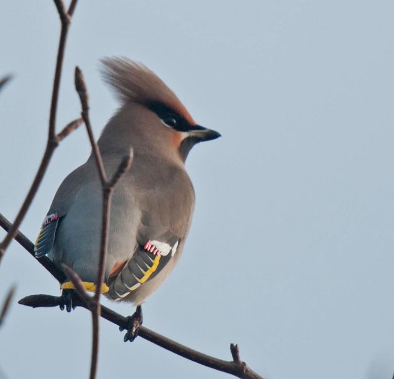 Waxwing