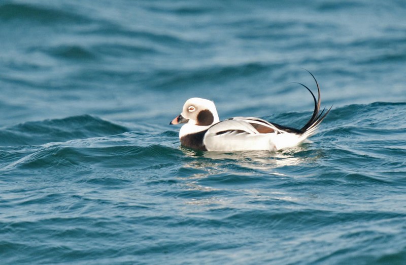 Long-tailed Duck