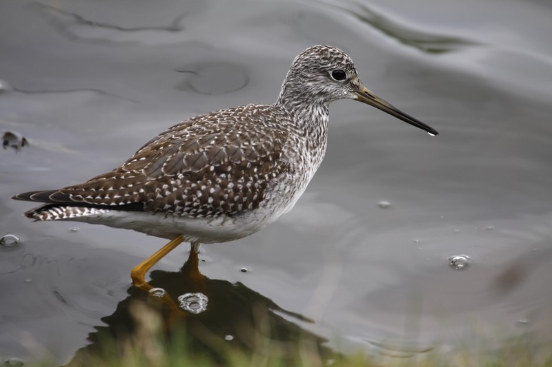Greater Yellowlegs