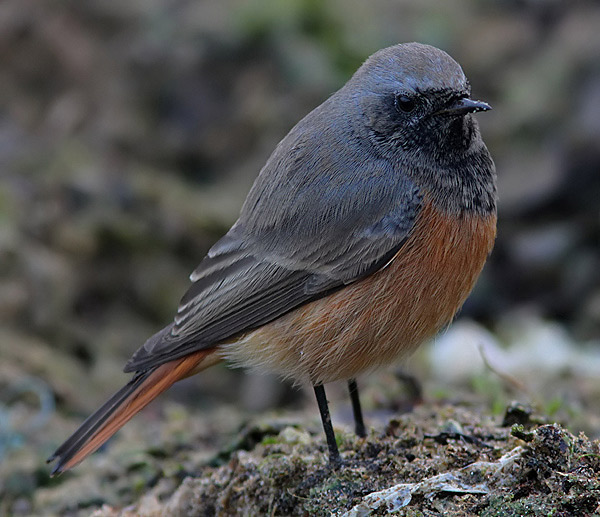 Eastern Black Redstart