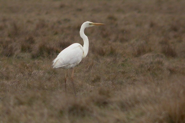 Great White Egret