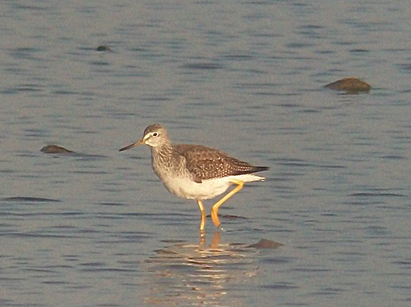 Greater Yellowlegs
