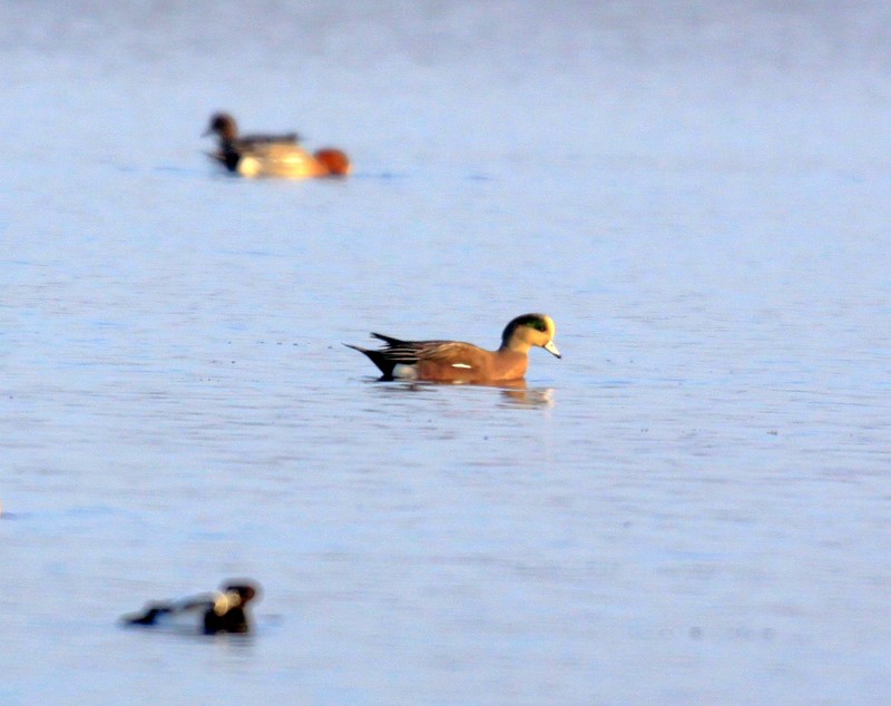 American Wigeon