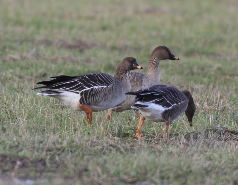 Tundra Bean Goose