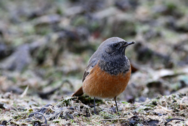 Eastern Black Redstart