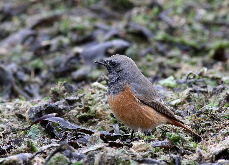Eastern Black Redstart