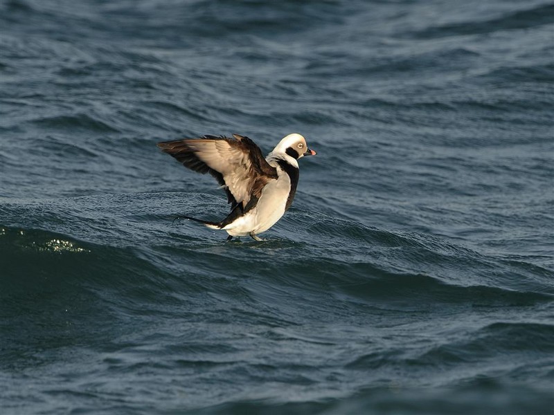 Long-tailed Duck