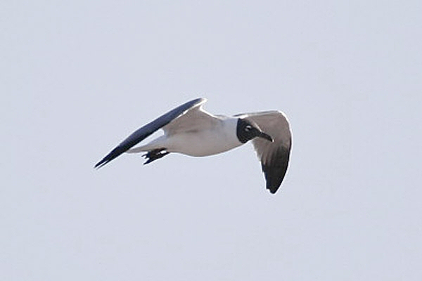 Laughing Gull