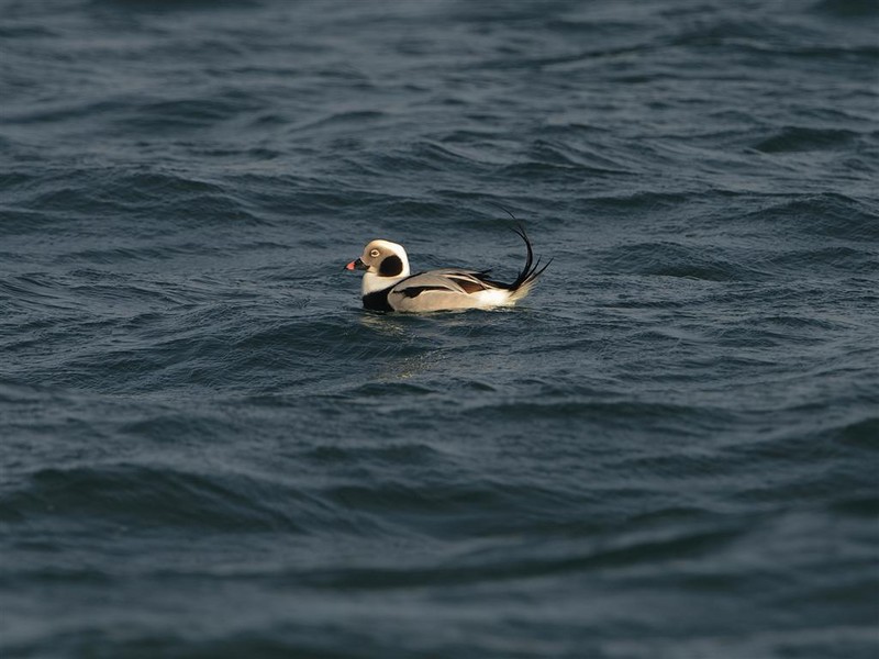 Long-tailed Duck