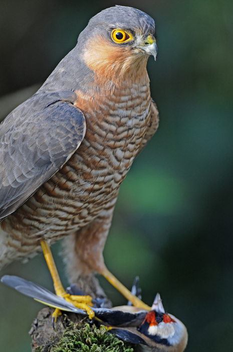 Sparrowhawk