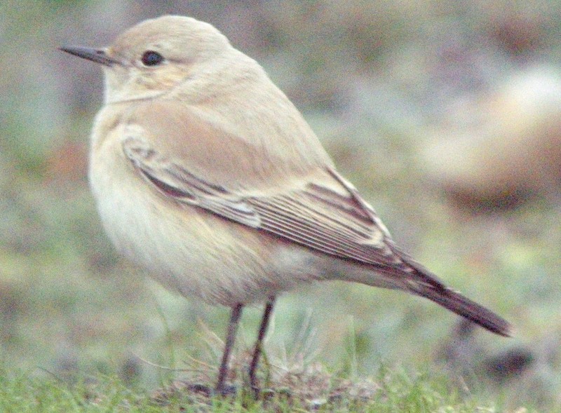 Desert Wheatear