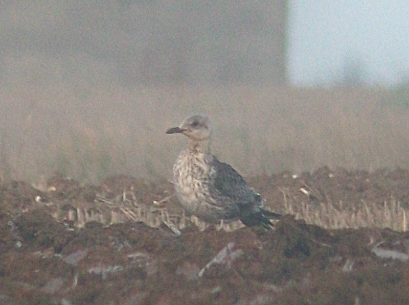 Baltic Gull