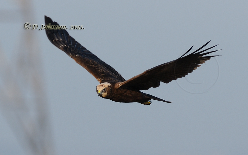 Marsh Harrier