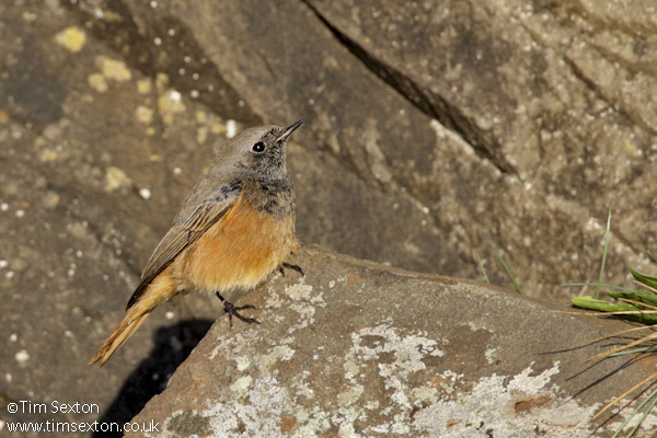 Eastern Black Redstart