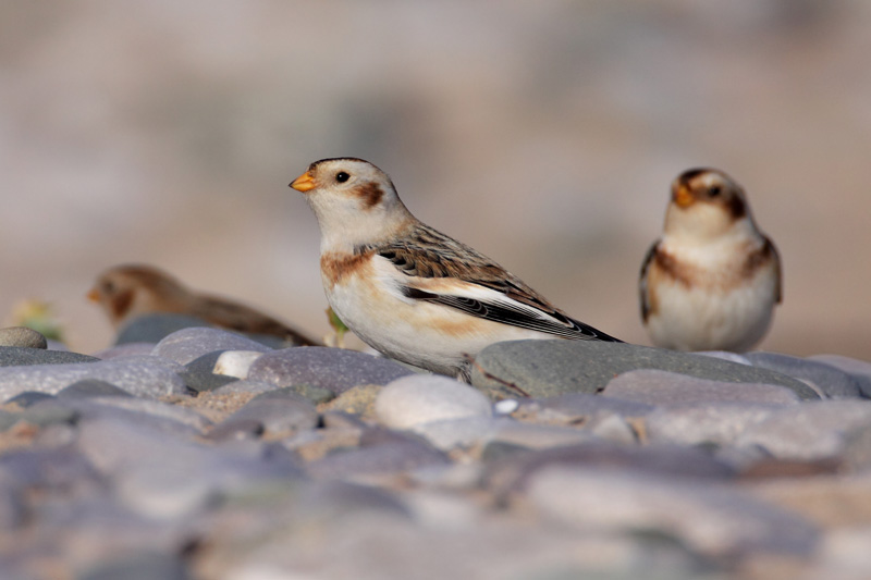 Snow Bunting