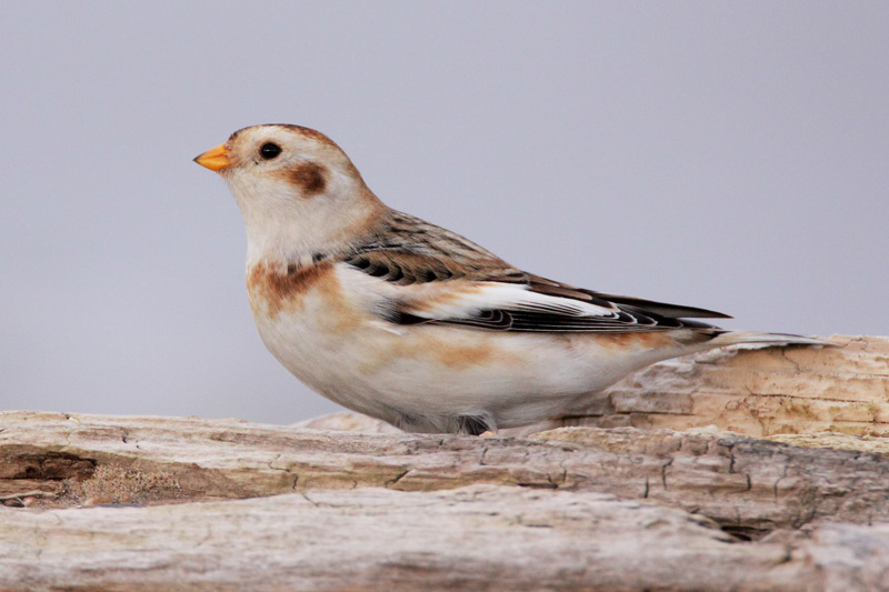 Snow Bunting