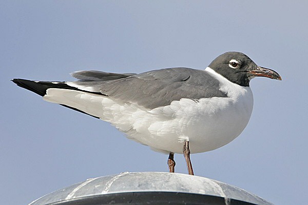 Laughing Gull