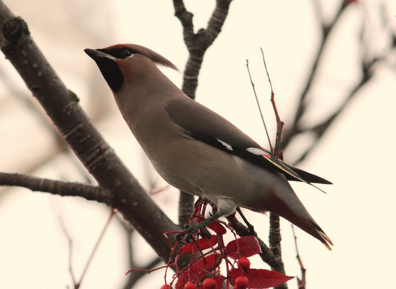 Waxwing
