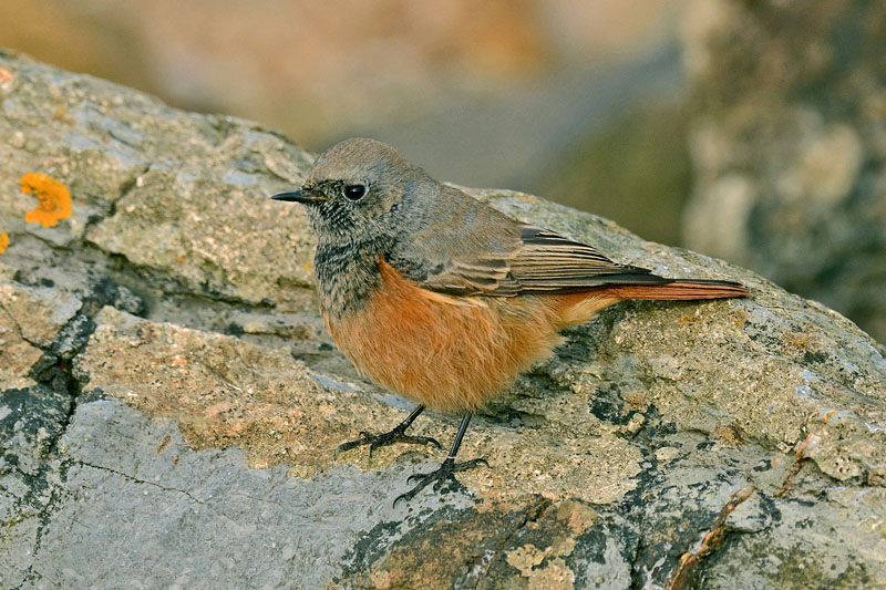 Eastern Black Redstart
