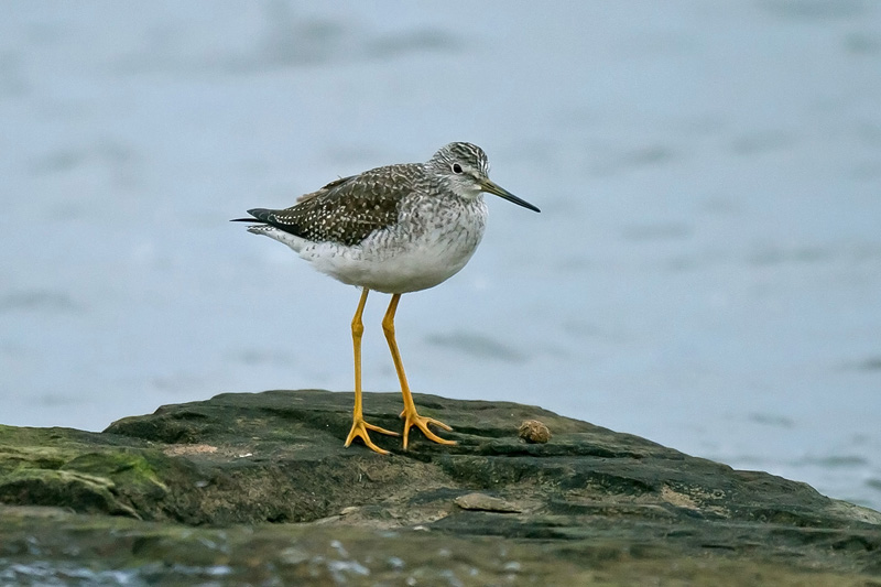 Greater Yellowlegs