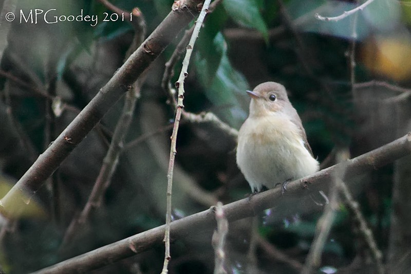 Red-breasted Flycatcher