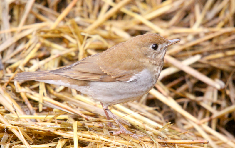 Veery