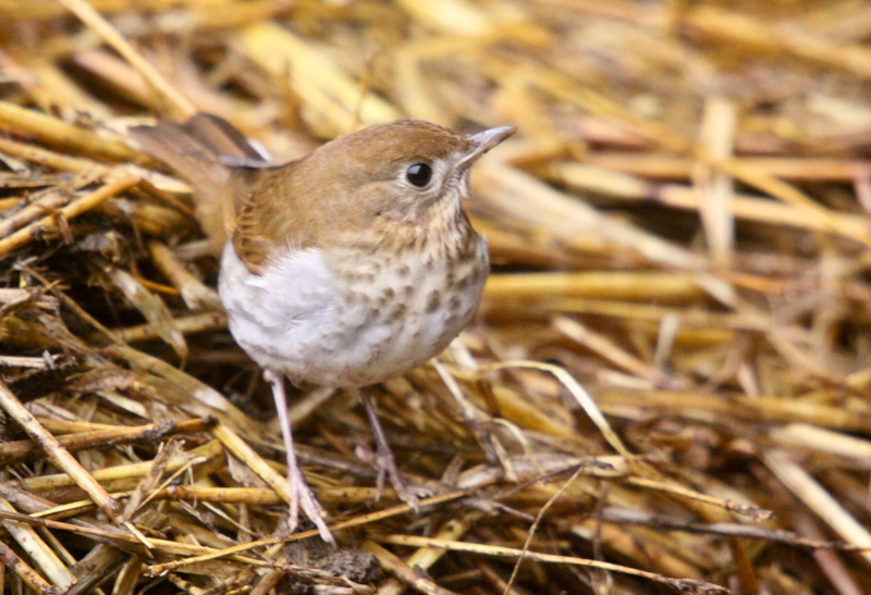 Veery