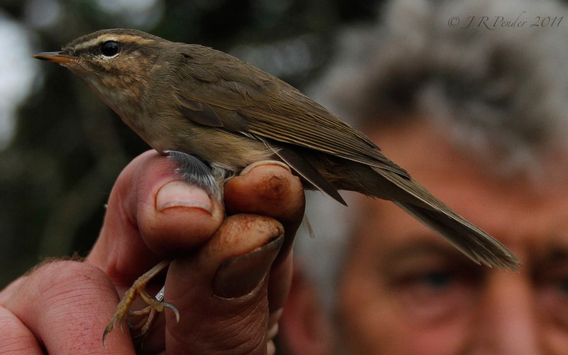 Dusky Warbler